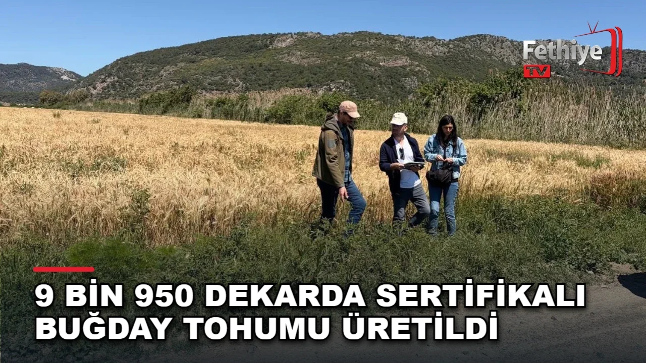 Dalaman Tarım İşletmesi'nde sertifikalı buğday tohumu üretimi tamamlandı ve tohumluklar üreticiye sunuldu