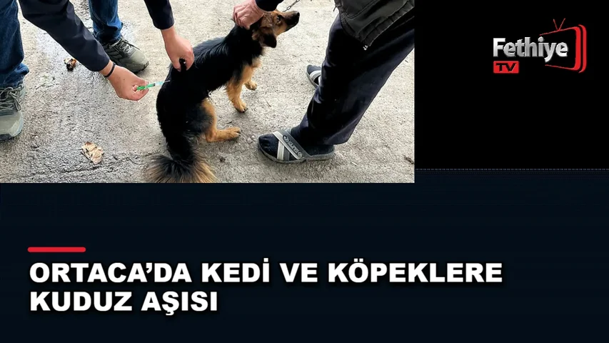 Ortaca'da kedi ve köpeklere kuduz aşısı uygulayan ekipler çalışmalarını sürdürüyor