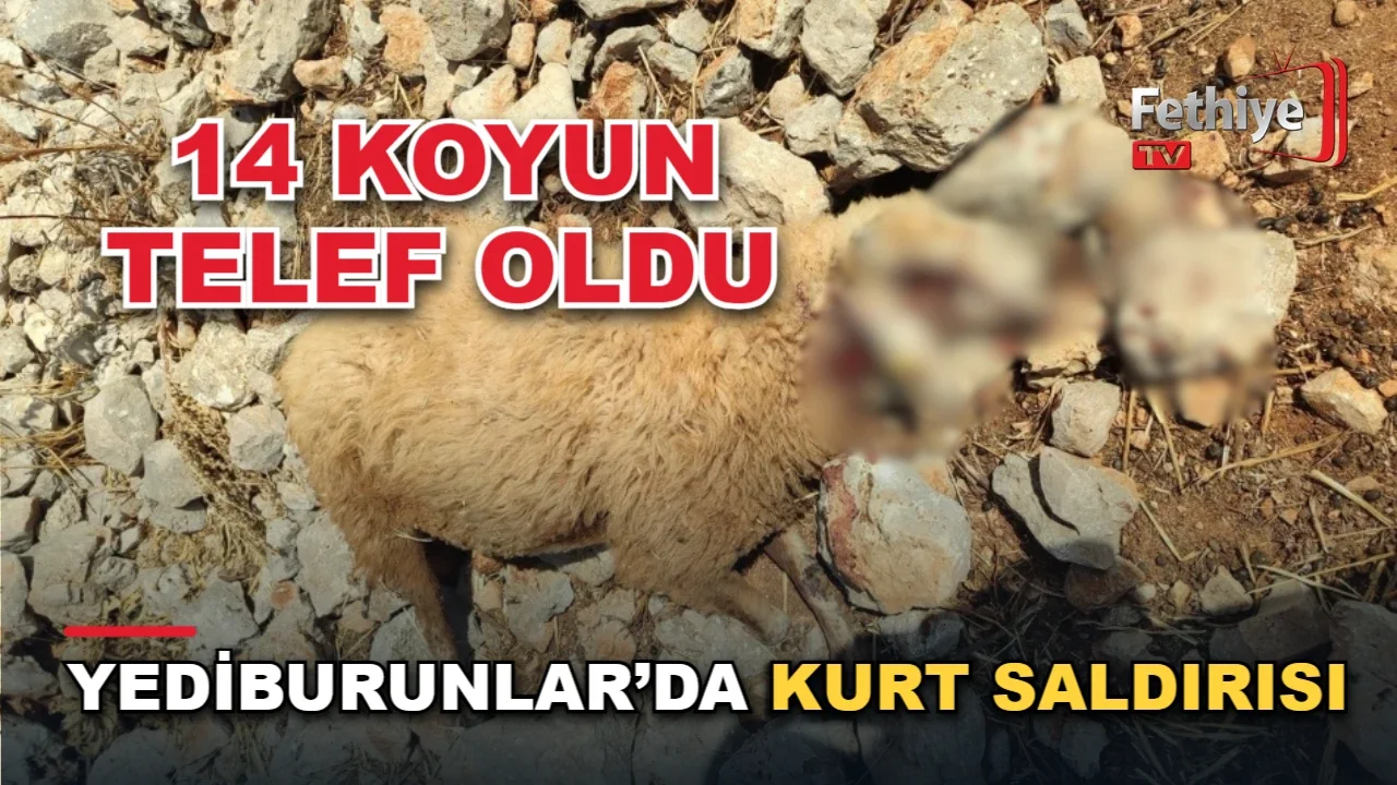Seydikemer Boğaziçi Mahallesi'nde kurt saldırısı sonrası telef olan koyunlar için destek bekleniyor
