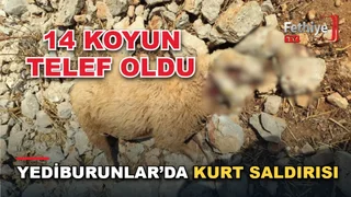 Seydikemer Boğaziçi Mahallesi'nde kurt saldırısı sonrası telef olan koyunlar için destek bekleniyor