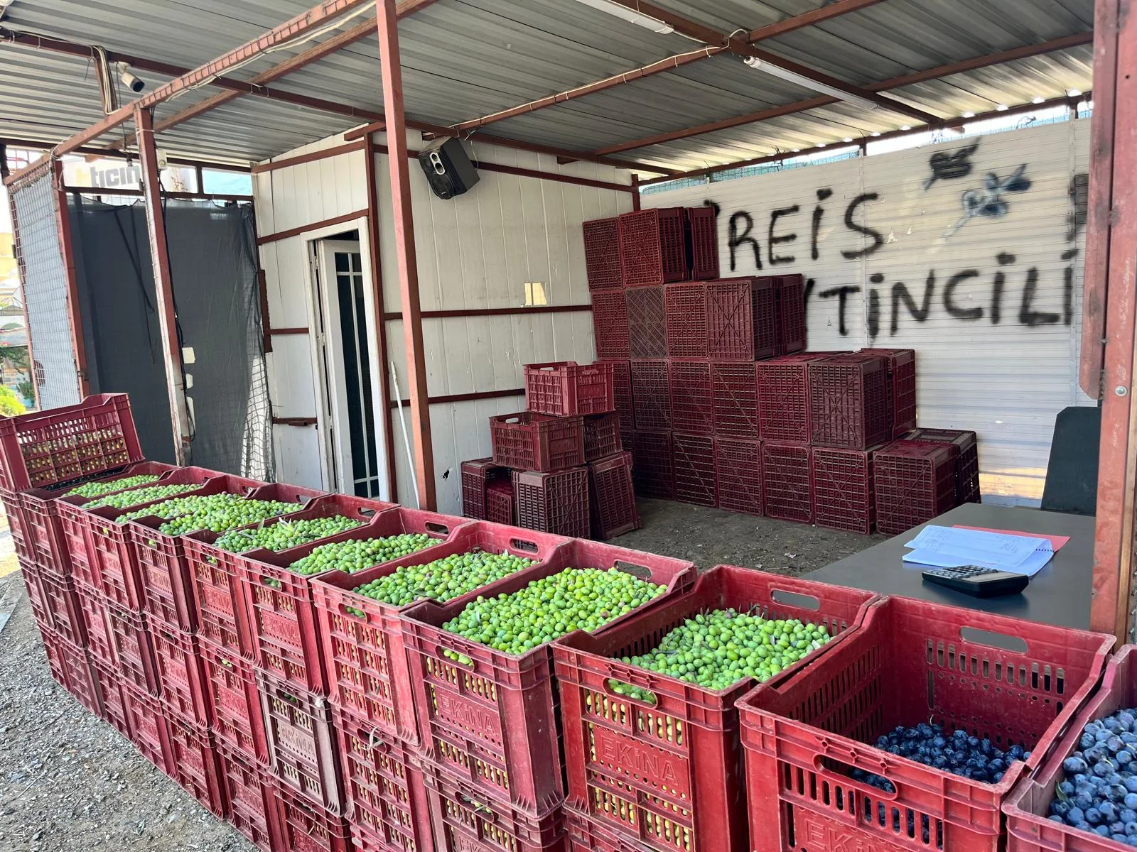 Fethiye’de Zeytin Alımları Başladı “Siyah Zeytin 50-60 TL, Yeşil İse 20-30 TL”