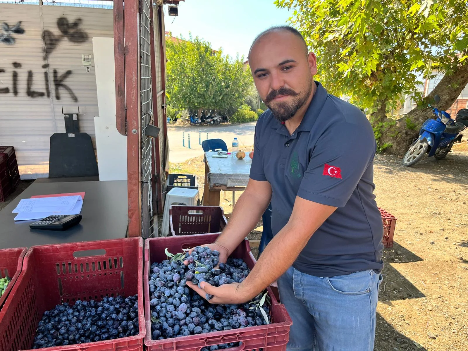 Fethiye’de Zeytin Alımları Başladı “Siyah Zeytin 50-60 TL, Yeşil İse 20-30 TL”