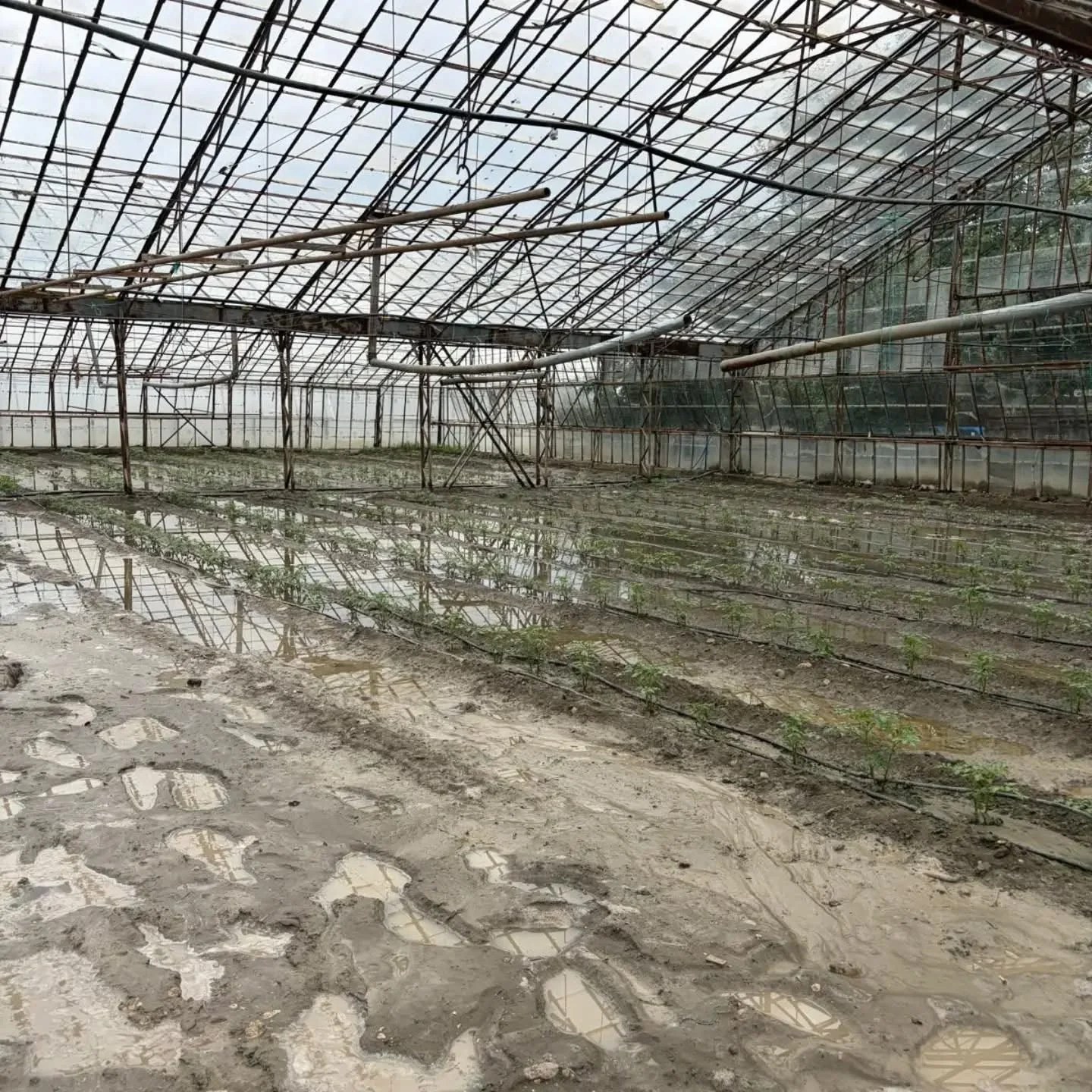 Kumluova’da Aşırı Yağış Seraları Su Altında Bıraktı