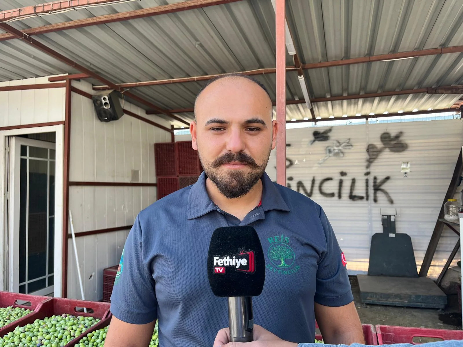 Fethiye’de Zeytin Alımları Başladı “Siyah Zeytin 50-60 TL, Yeşil İse 20-30 TL”