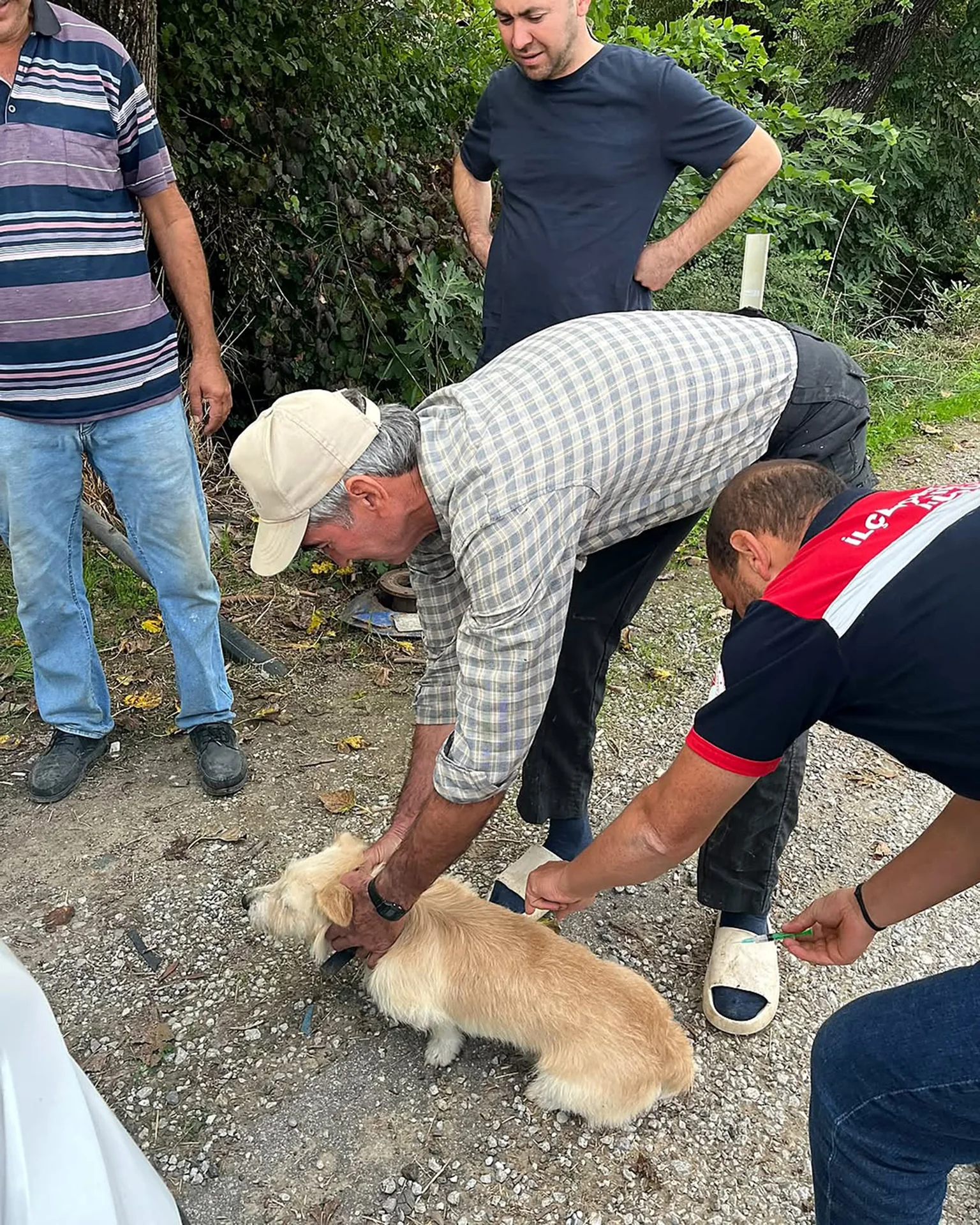 Ortaca’da Kedi Ve Köpeklere Kuduz Aşısı
