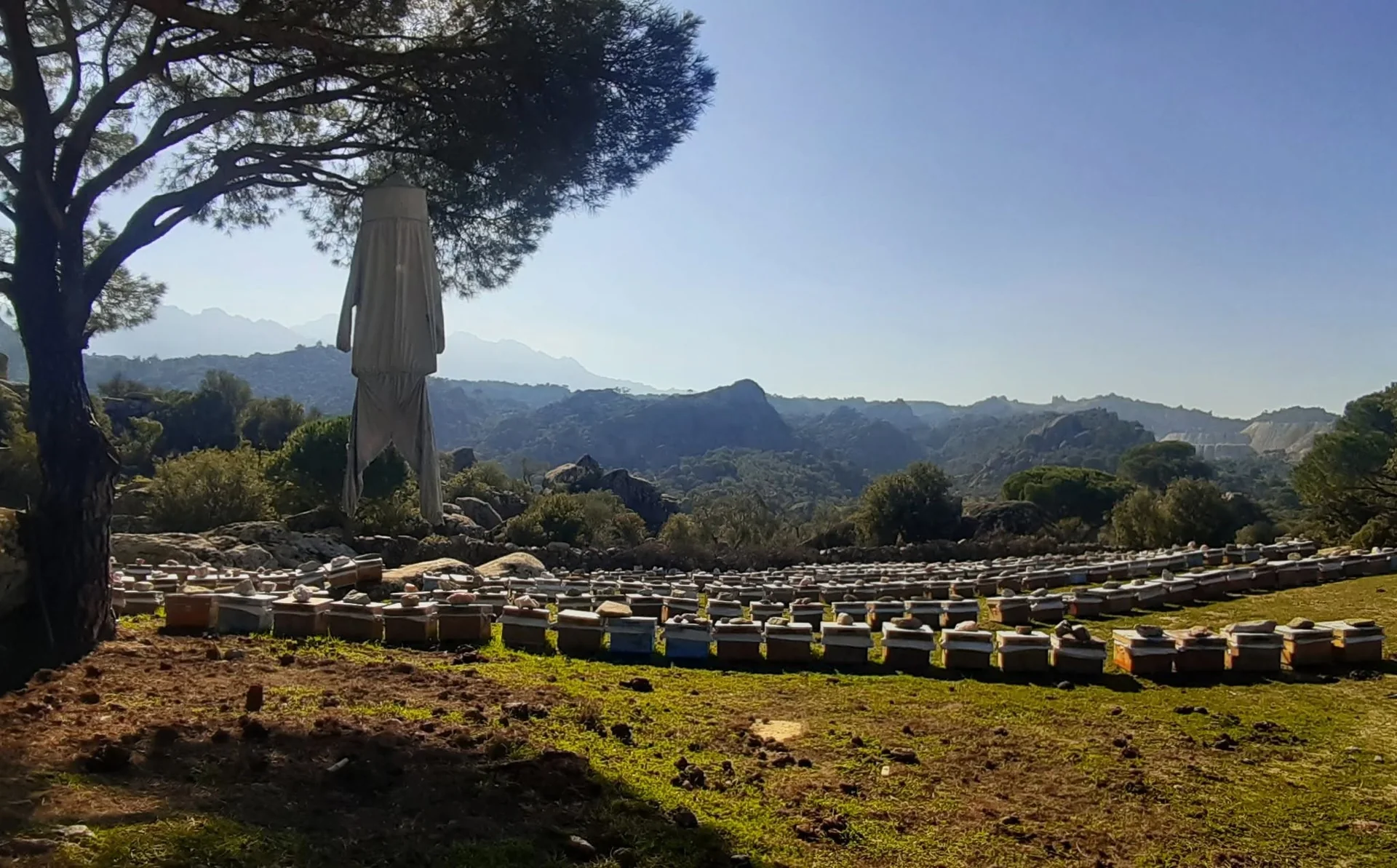 Muğla’nın Doğası İçin Kritik Uyarı: Pürenlikler Sadece Bir Bitki Örtüsü Değil