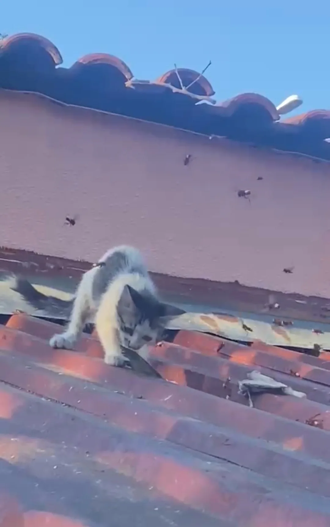 KARNI ACIKAN KEDİNİN EŞEK ARILARI ARASINDAKİ ZOR ANLARI